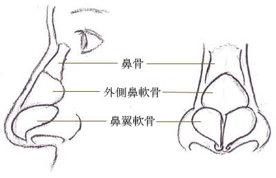 鼻の解剖図