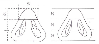 鼻の穴と鼻尖の比率