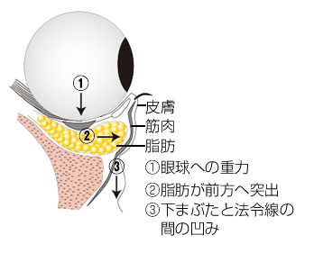 眼窩の構造